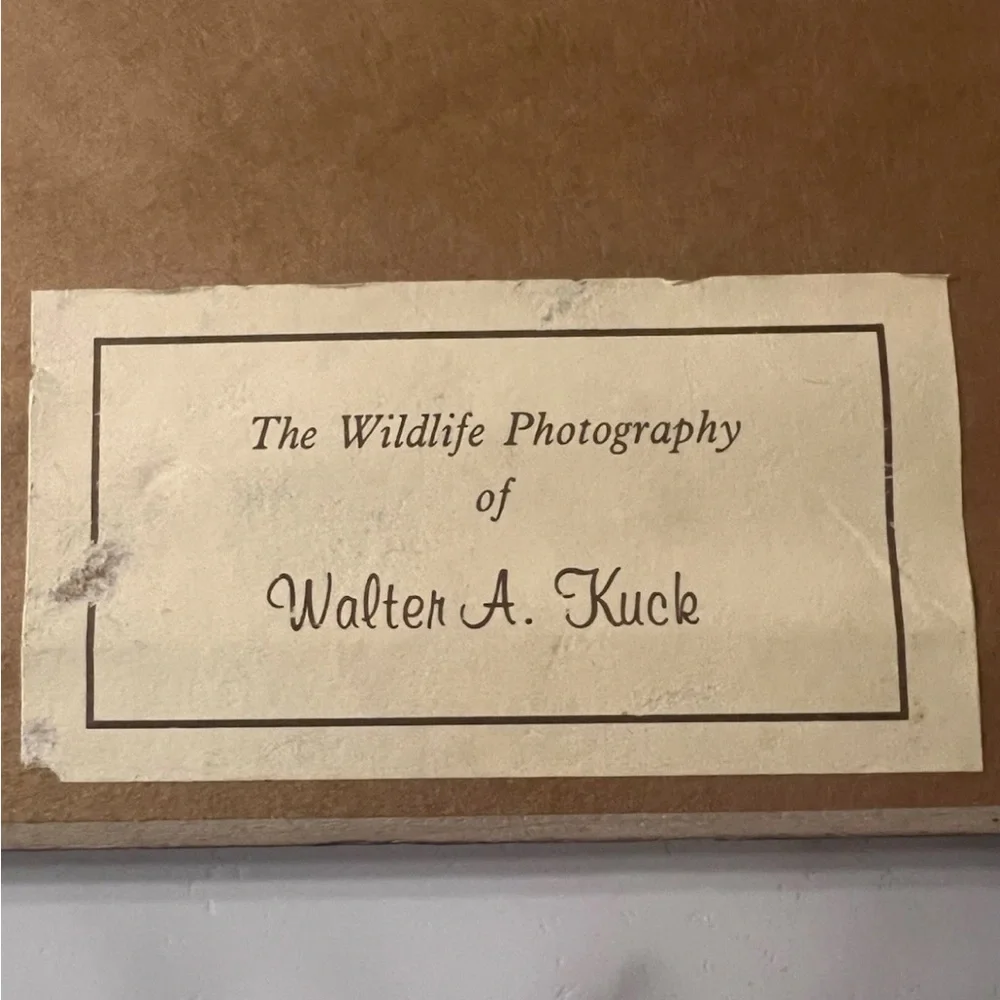 Rare Tiger Wildlife Photography Print & Stamp Signed By Walter Kuck, Framed